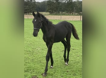 Westfale, Hengst, Fohlen (04/2026), Rappe