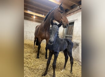 Westfale, Hengst, Fohlen (04/2026), Rappe