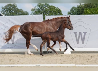 Westfale, Hengst, Fohlen (06/2024), Schwarzbrauner