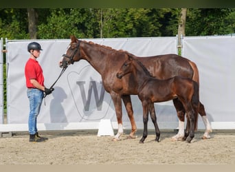 Westfale, Hengst, Fohlen (06/2024), Schwarzbrauner