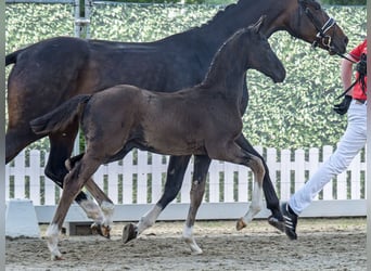 Westfale, Hengst, , Schwarzbrauner