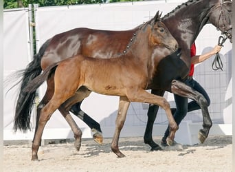 Westfale, Hengst, Fohlen (04/2023), Schwarzbrauner