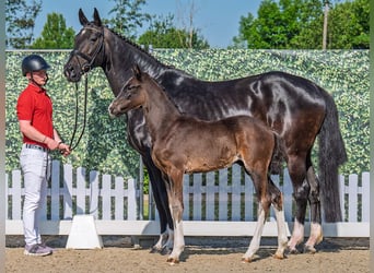Westfale, Hengst, , Schwarzbrauner