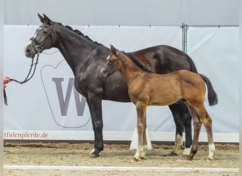 Westfale, Hengst, Fohlen (05/2024), Schwarzbrauner