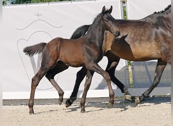 Westfale, Hengst, Fohlen (03/2023), Schwarzbrauner