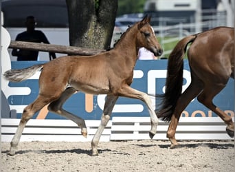 Westfale, Hengst, Fohlen (04/2025), Schwarzbrauner