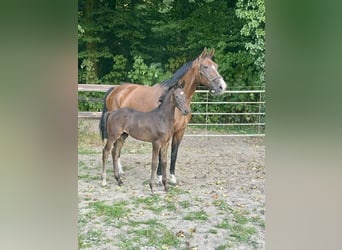 Westfale, Hengst, Fohlen (05/2026), Schwarzbrauner