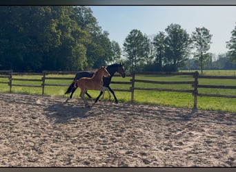Westfale, Hengst, Fohlen (04/2026)