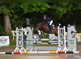 Westfale, Stute, 10 Jahre, 156 cm, Dunkelbrauner