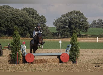 Westfale, Stute, 10 Jahre, 156 cm, Dunkelbrauner