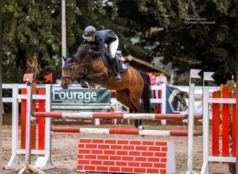 Westfale, Stute, 10 Jahre, 156 cm, Dunkelbrauner