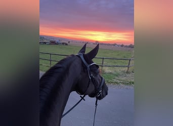 Westfale, Stute, 10 Jahre, 164 cm, Rappe