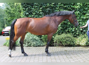 Westfale, Stute, 10 Jahre, 165 cm, Brauner