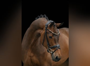 Westfale, Stute, 10 Jahre, 165 cm, Dunkelbrauner