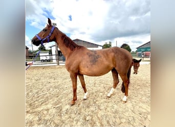 Westfale, Stute, 10 Jahre, 165 cm, Dunkelfuchs