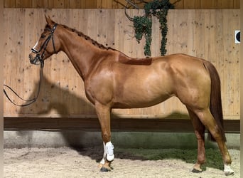 Westfale, Stute, 10 Jahre, 165 cm