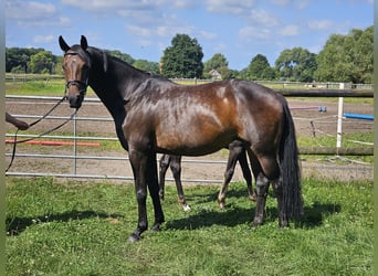 Westfale, Stute, 10 Jahre, 166 cm, Dunkelbrauner