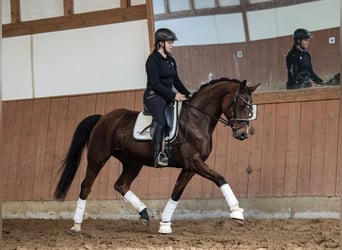 Westfale, Stute, 10 Jahre, 168 cm, Brauner