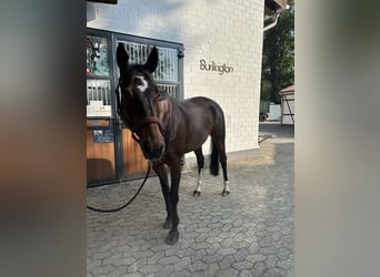 Westfale, Stute, 10 Jahre, 168 cm, Brauner