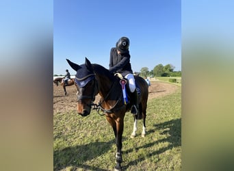 Westfale, Stute, 10 Jahre, 168 cm, Brauner