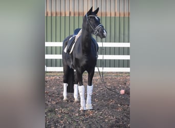 Westfale, Stute, 10 Jahre, 168 cm, Rappe