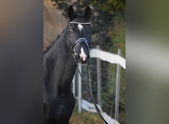 Westfale, Stute, 10 Jahre, 168 cm, Rappe
