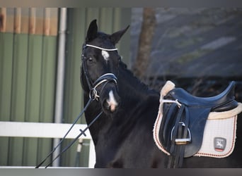 Westfale, Stute, 10 Jahre, 168 cm, Rappe