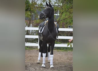 Westfale, Stute, 10 Jahre, 168 cm, Rappe