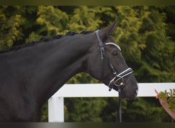 Westfale, Stute, 10 Jahre, 168 cm, Rappe