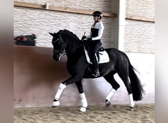 Westfale, Stute, 10 Jahre, 168 cm, Rappe