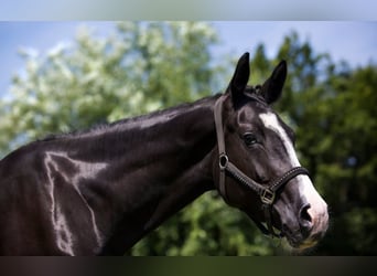 Westfale, Stute, 10 Jahre, 168 cm, Schwarzbrauner