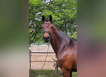 Westfale, Stute, 10 Jahre, 169 cm, Brauner