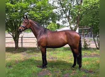 Westfale, Stute, 10 Jahre, 169 cm, Brauner