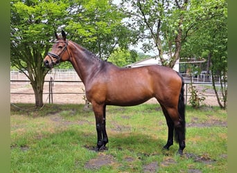 Westfale, Stute, 10 Jahre, 169 cm, Brauner