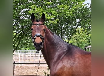Westfale, Stute, 10 Jahre, 169 cm, Brauner