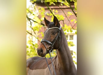 Westfale, Stute, 10 Jahre, 169 cm, Dunkelbrauner