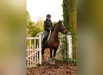 Westfale, Stute, 10 Jahre, 169 cm, Dunkelbrauner