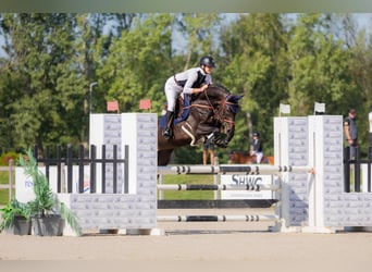 Westfale, Stute, 10 Jahre, 169 cm, Dunkelbrauner