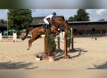 Westfale, Stute, 10 Jahre, 169 cm, Fuchs