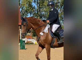 Westfale, Stute, 10 Jahre, 169 cm, Fuchs