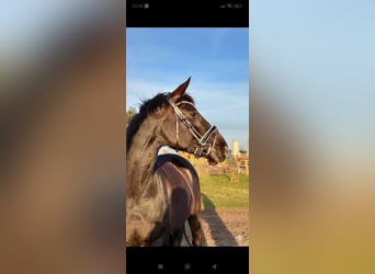 Westfale, Stute, 10 Jahre, 169 cm, Rappe