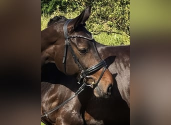 Westfale, Stute, 10 Jahre, 170 cm, Dunkelbrauner