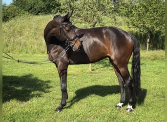 Westfale, Stute, 10 Jahre, 170 cm, Dunkelbrauner