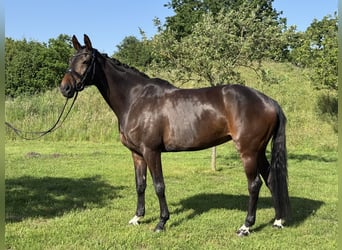 Westfale, Stute, 10 Jahre, 170 cm, Dunkelbrauner