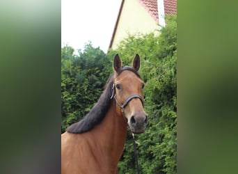 Westfale, Stute, 10 Jahre, 171 cm, Brauner