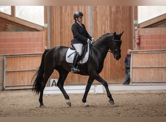 Westfale, Stute, 10 Jahre, 171 cm, Schwarzbrauner