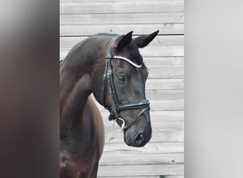 Westfale, Stute, 10 Jahre, 171 cm, Schwarzbrauner