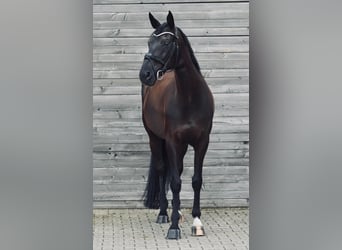 Westfale, Stute, 10 Jahre, 171 cm, Schwarzbrauner