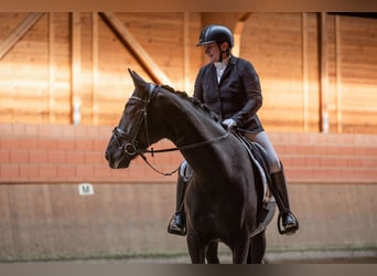 Westfale, Stute, 10 Jahre, 171 cm, Schwarzbrauner