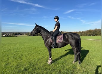 Westfale, Stute, 10 Jahre, 171 cm, Schwarzbrauner